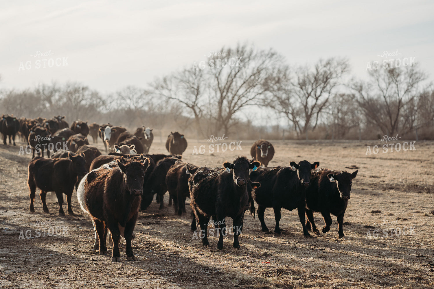 Unloading Cows on Pasture 196224