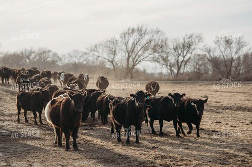 Unloading Cows on Pasture 196224