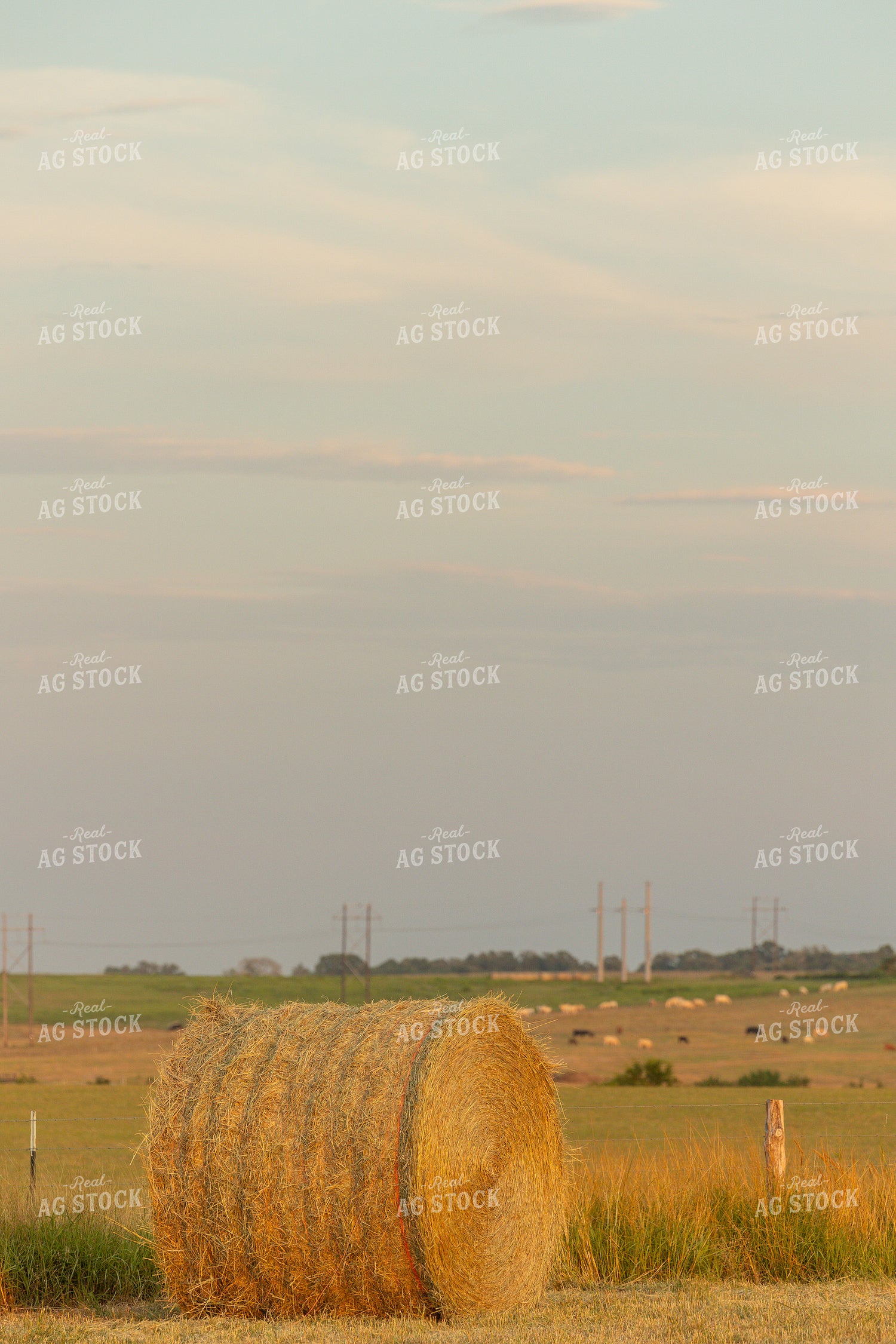 Hay Bale in Field 143009
