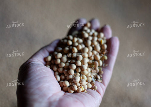 Soybeans Insde Grain Bin 132159
