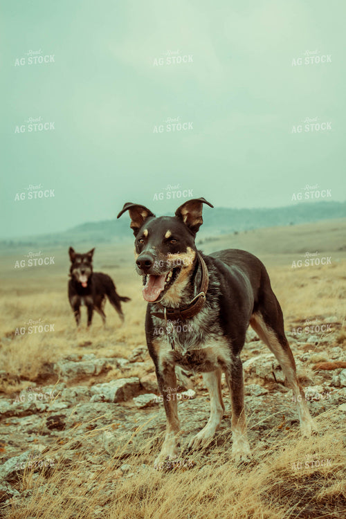 Ranch Dogs in Pasture 58020