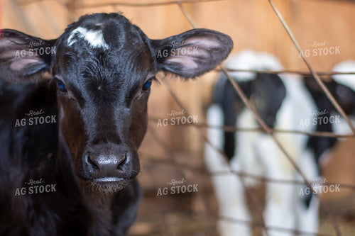 Calf 50468