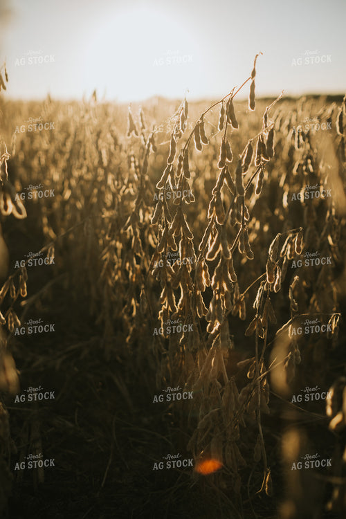 Dried Soybean Field at Sunrise 5191