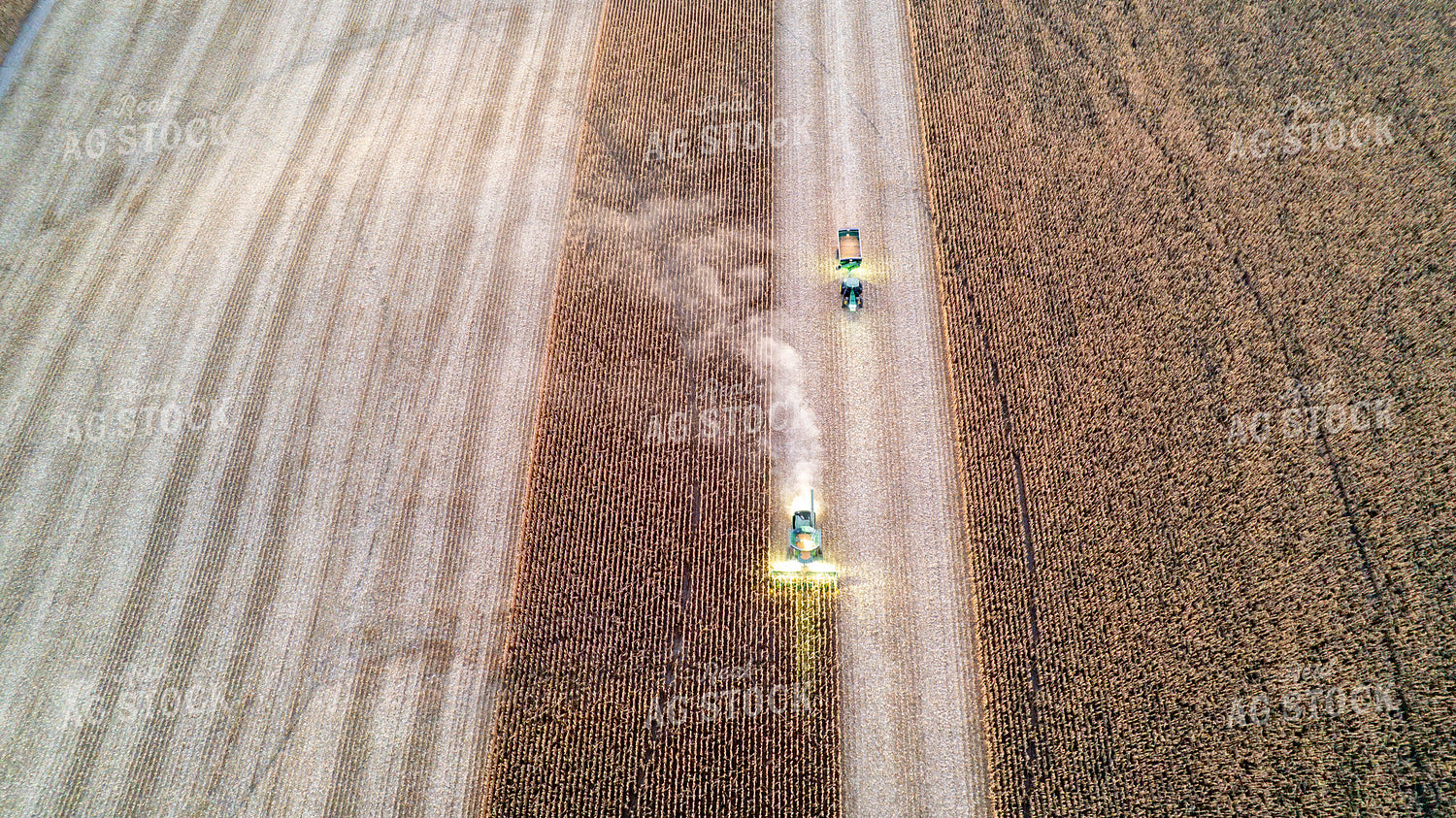 Corn Harvest 65247
