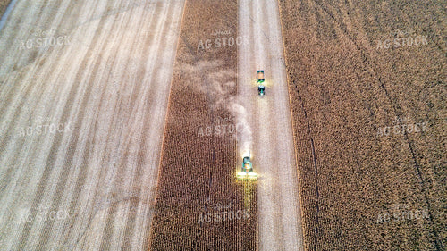 Corn Harvest 65247