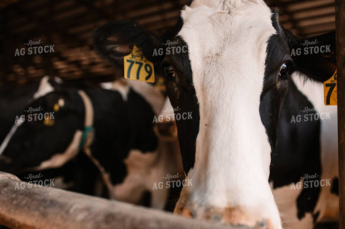 Holstein Cattle in Open Air Barn 152250