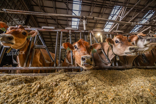 Jersey Cows Eating in Freestall Barn 270257