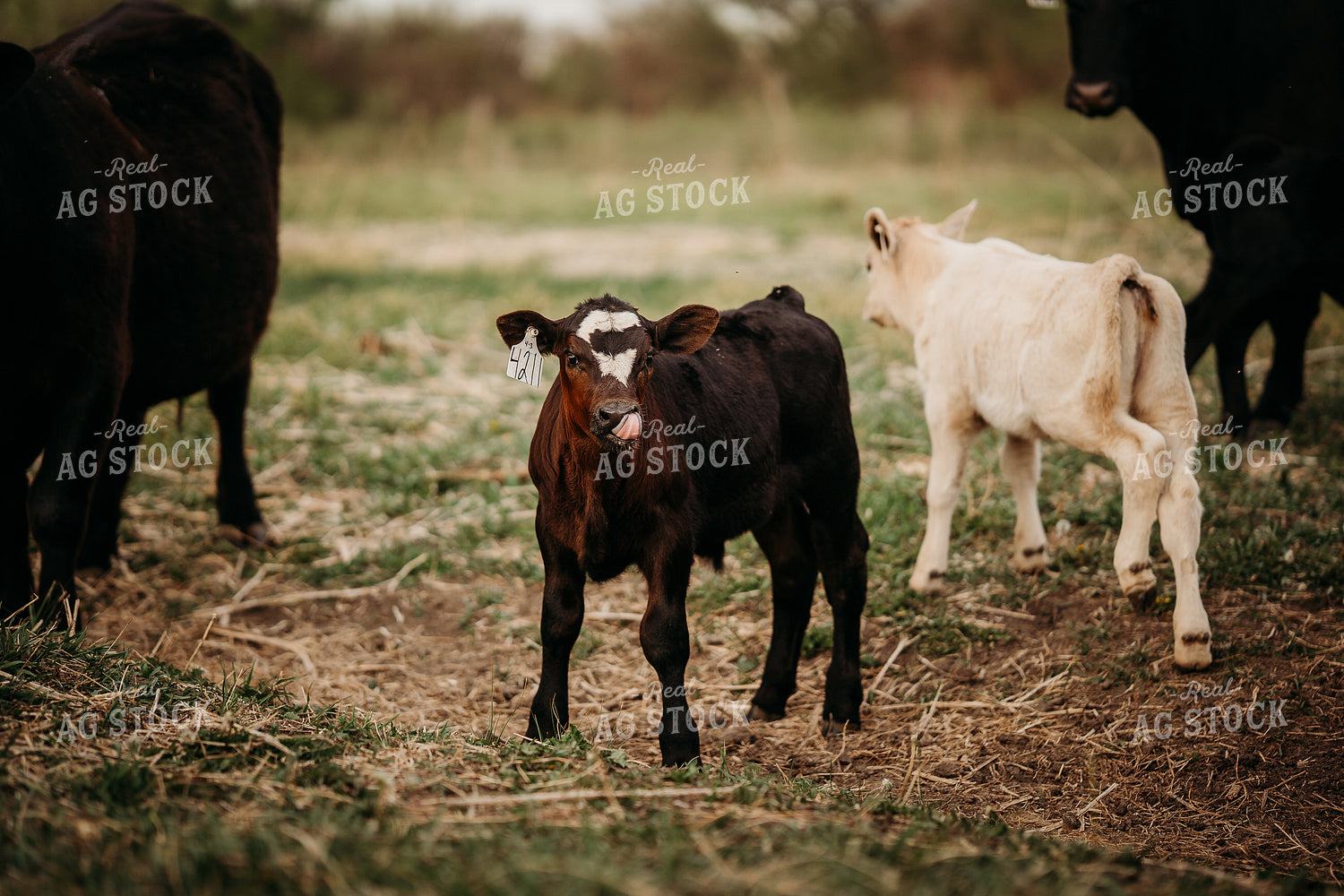 Calf on Pasture 196296