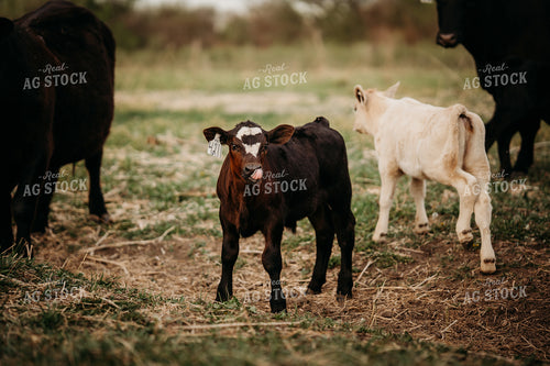 Calf on Pasture 196296
