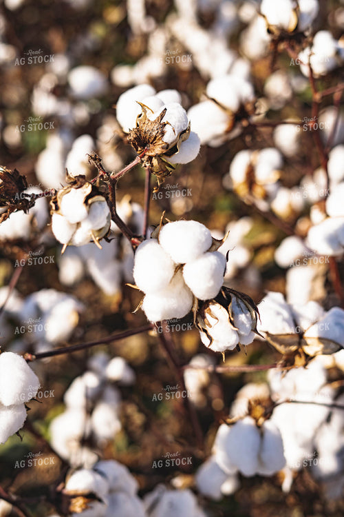Cotton 91015