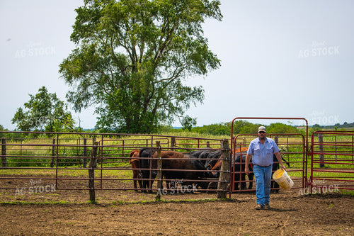 Farmer Feeding Cattle 214147