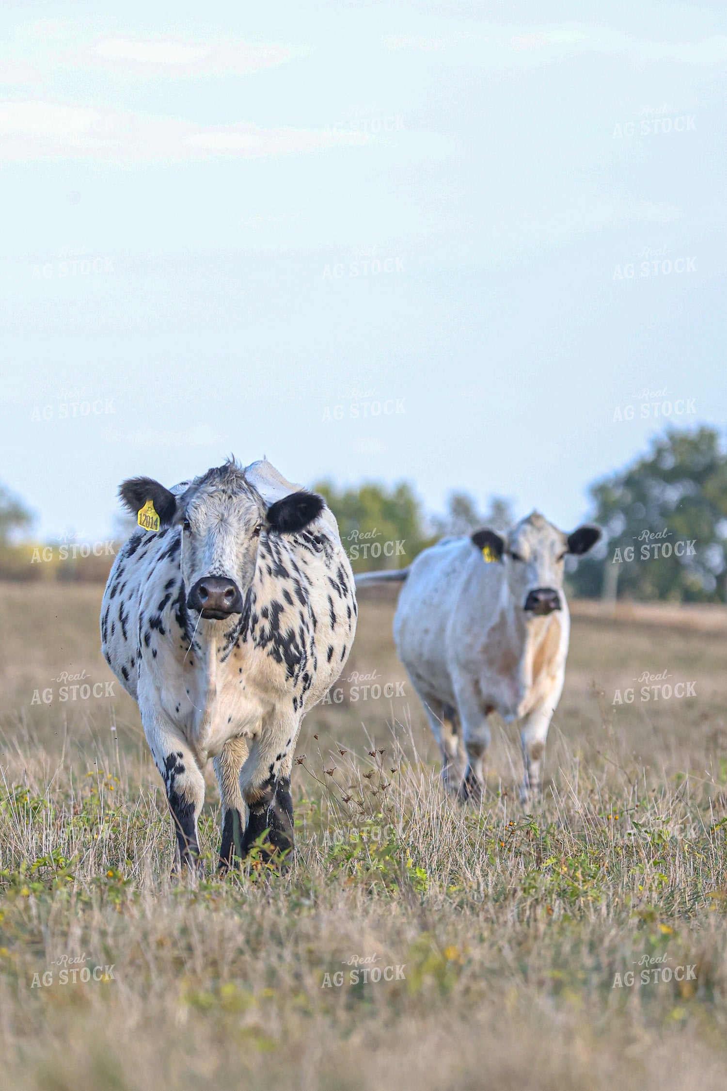 Speckled Park Cattle 160433