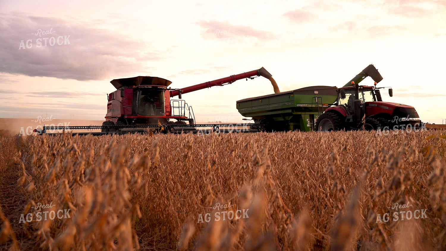 Combine Unloading Soybeans into Auger Wagon on the Go 25753