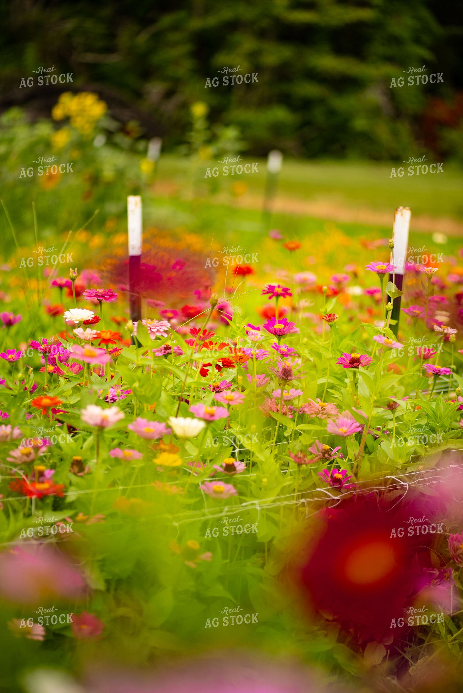Zinnias 136272