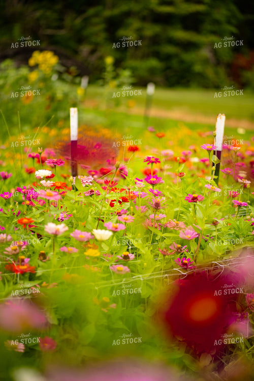 Zinnias 136272