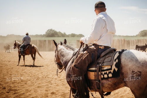 Sorting Cattle on Horseback 281105