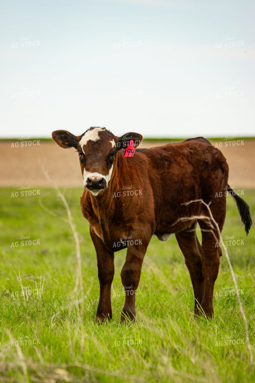 Angus Cross Calf 155212
