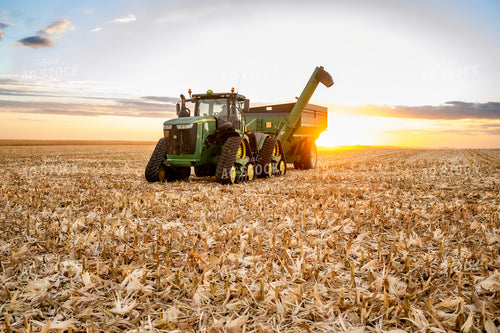 Corn Harvest 185138