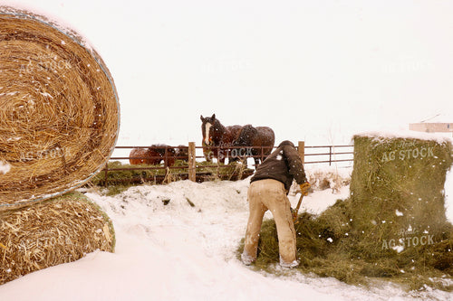 Feeding Horses 299236