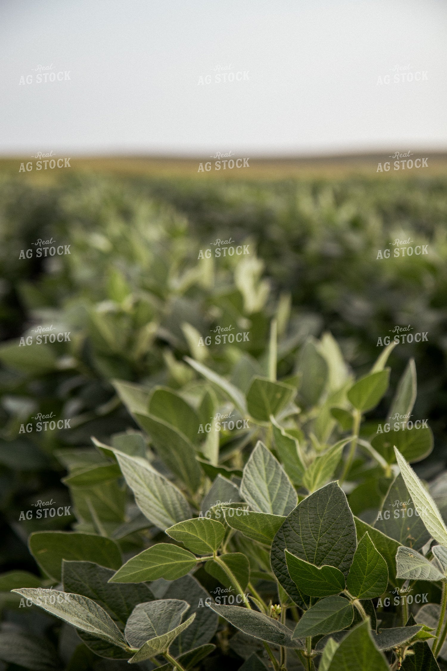 Soybean Field 67372