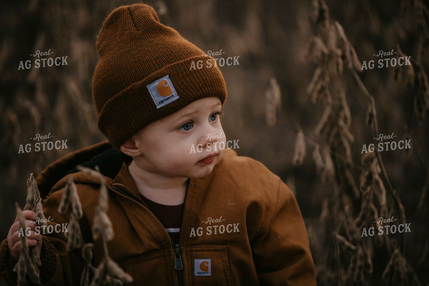 Harvest 2644
