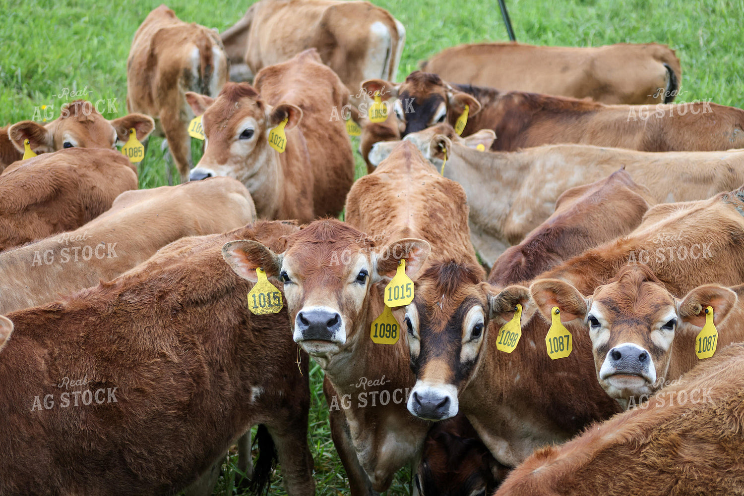 Jersey Calves 261103