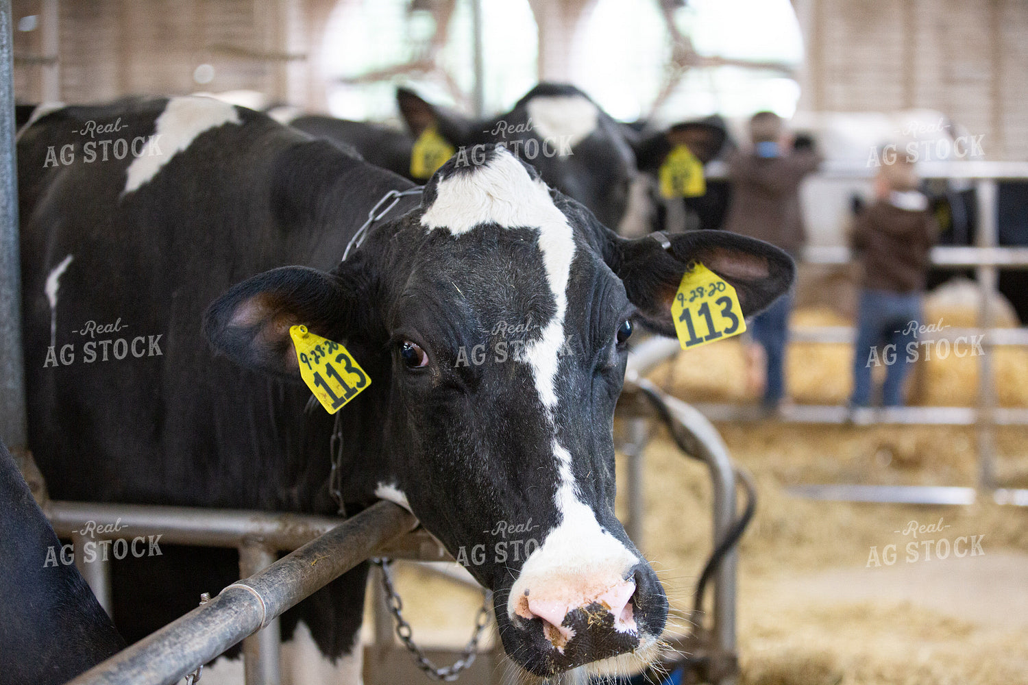 Holstein Cattle in Sand Beds 270422