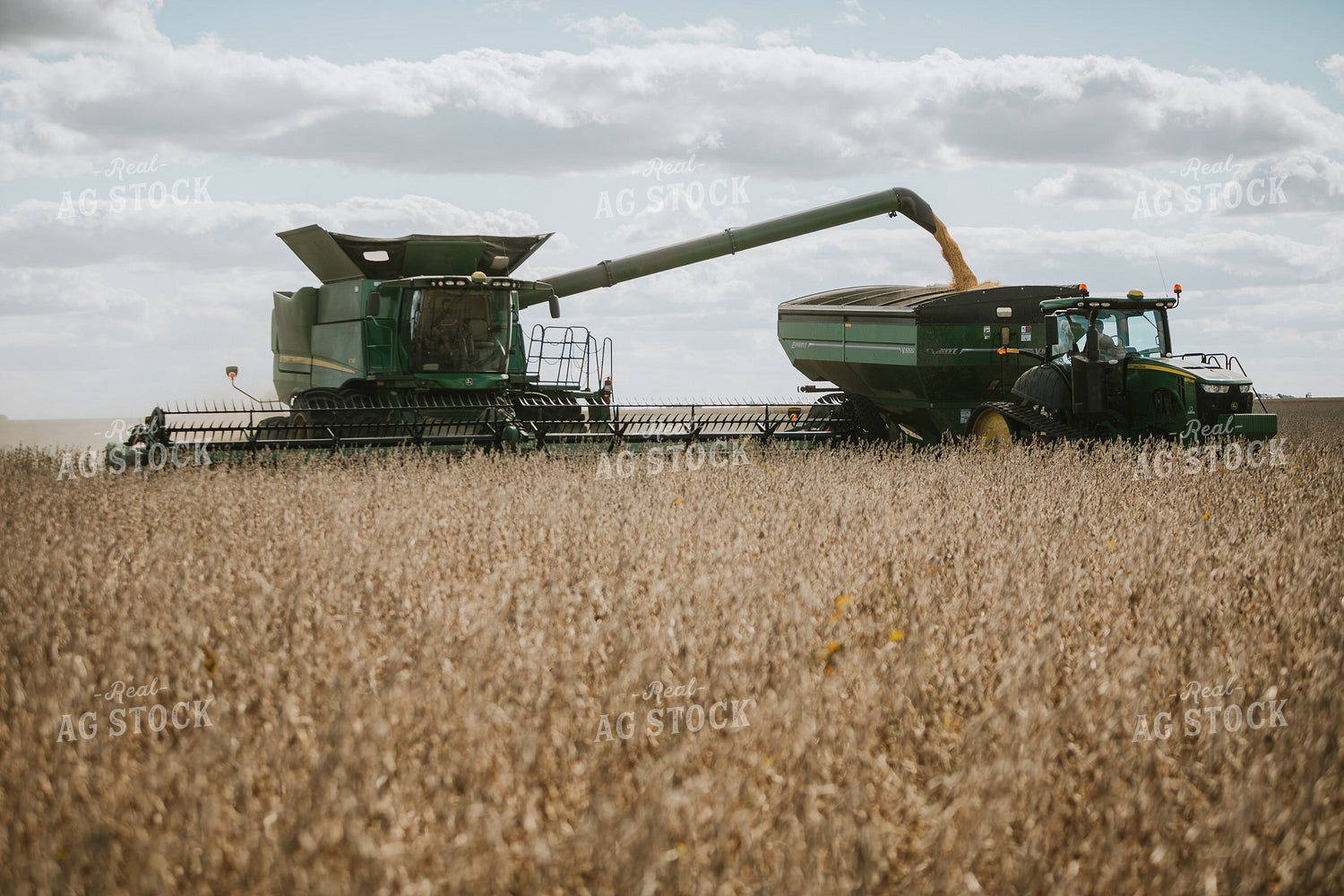 Soybean Harvest 6879