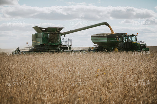 Soybean Harvest 6879