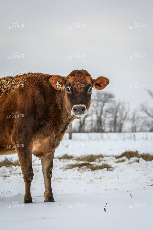 Jersey Cow in Snow 270672
