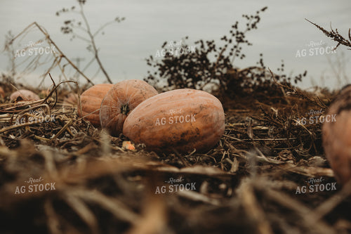 Food Pumpkins 3543