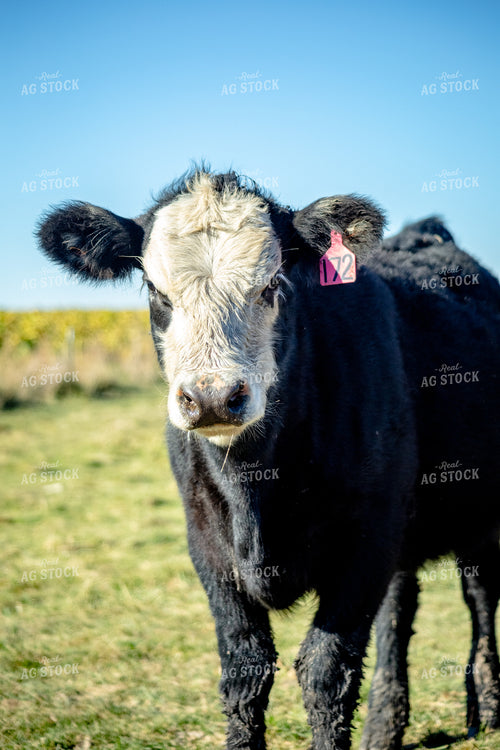 Cattle on Pasture 155322