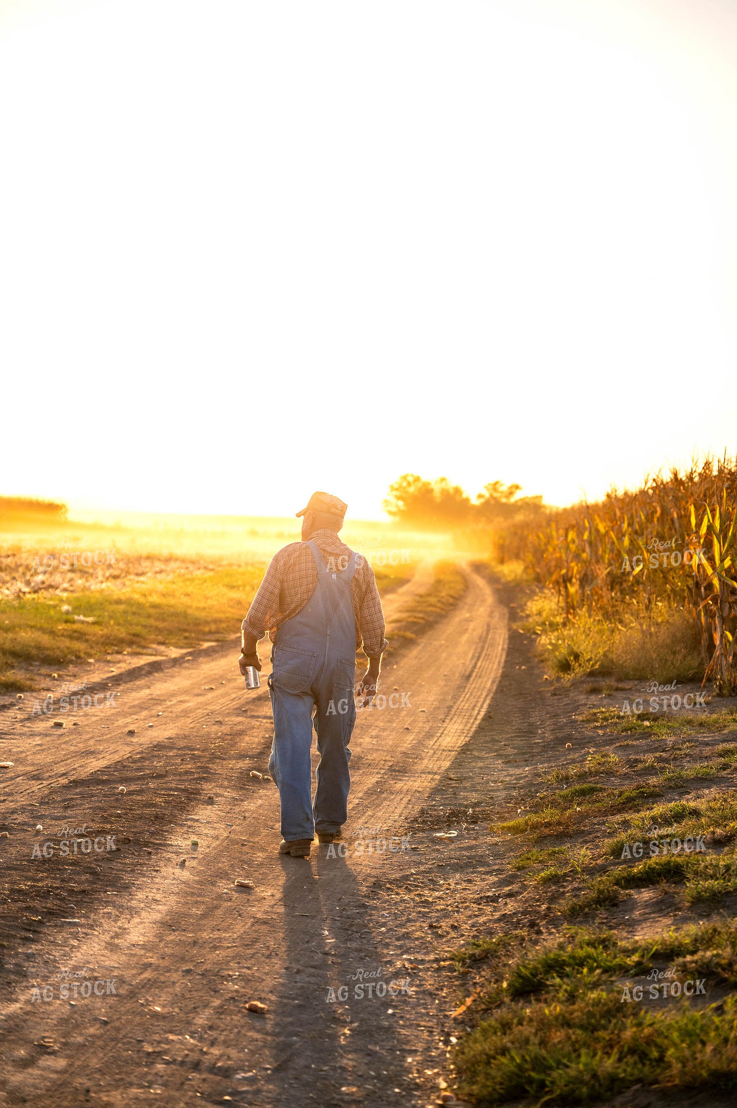 Farmer Watching Corn Harvest 115907