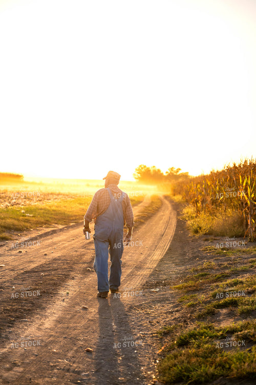 Farmer Watching Corn Harvest 115907