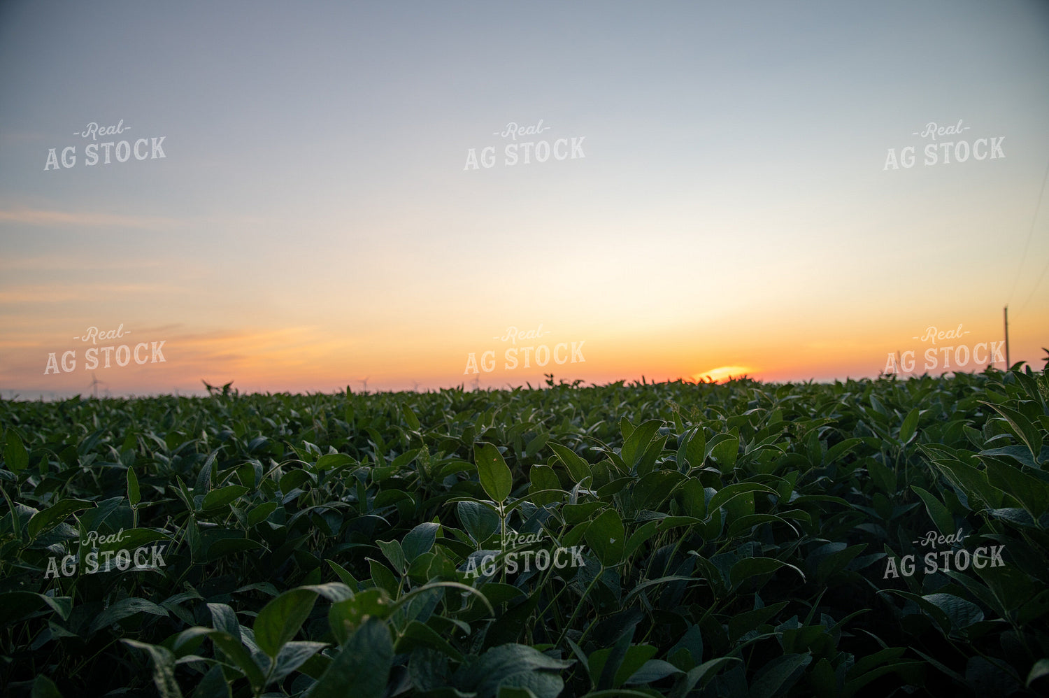 Sunrise Over Soybean Field 25005