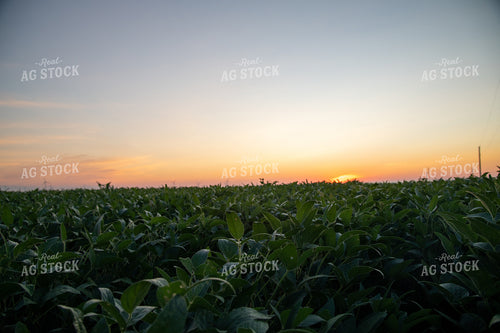 Sunrise Over Soybean Field 25005