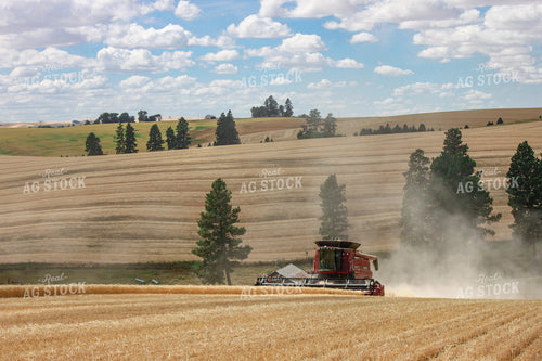 Wheat Harvest 188071