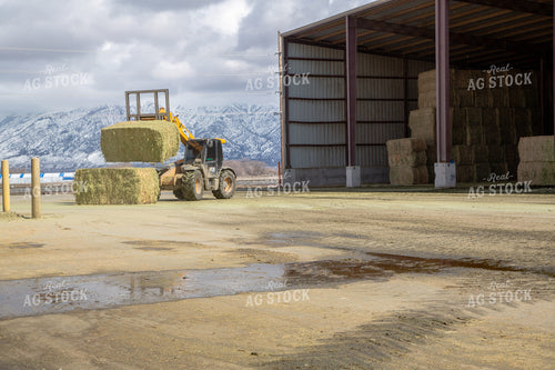 Moving Hay Bales 130020
