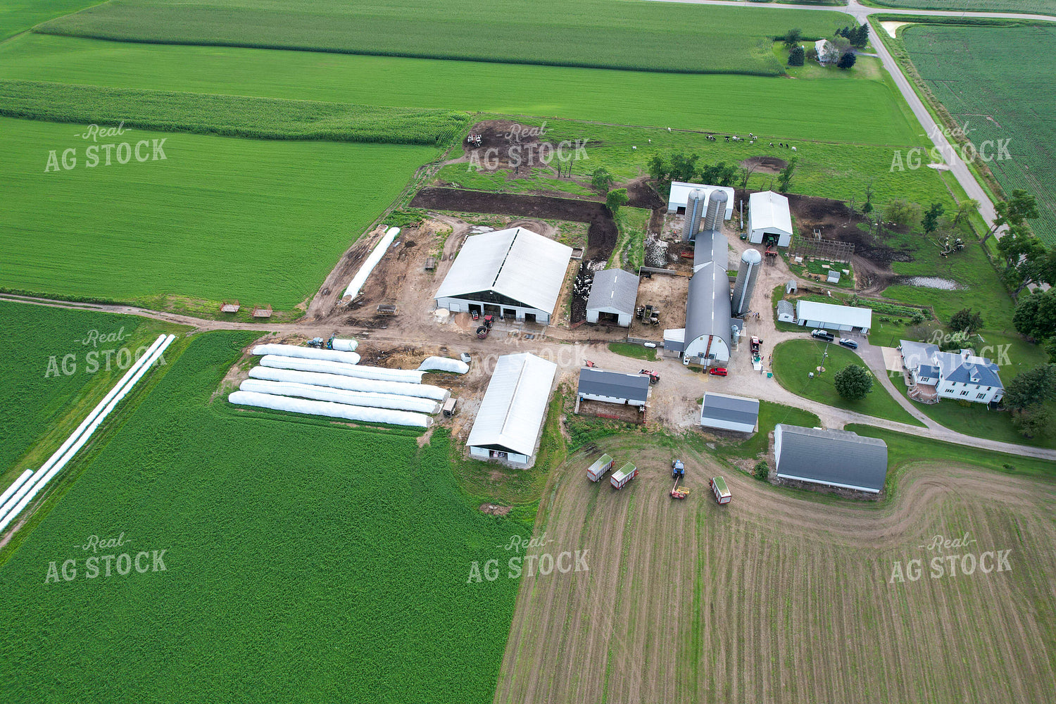 Aerial of Dairy Cattle Farm 261068