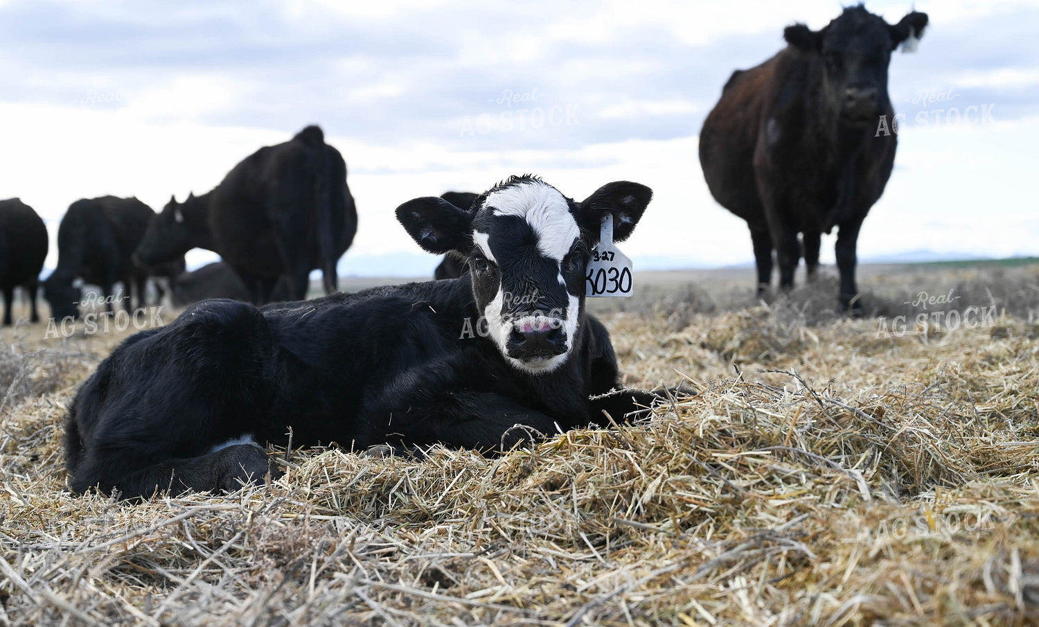 Cow Calf Pair 253022