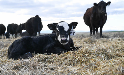 Cow Calf Pair 253022