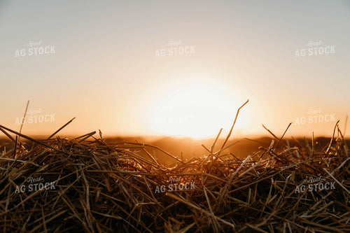 Cut Wheat Straw 152187