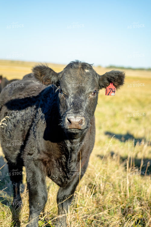 Cattle on Pasture 155330