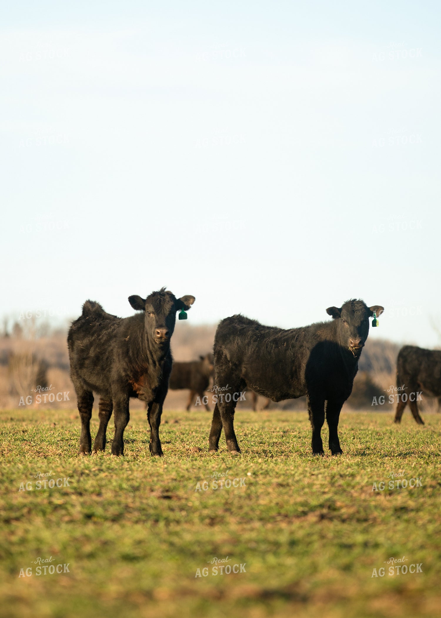 Cattle on Pasture 264048