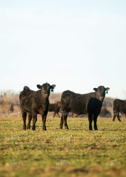 Cattle on Pasture 264048