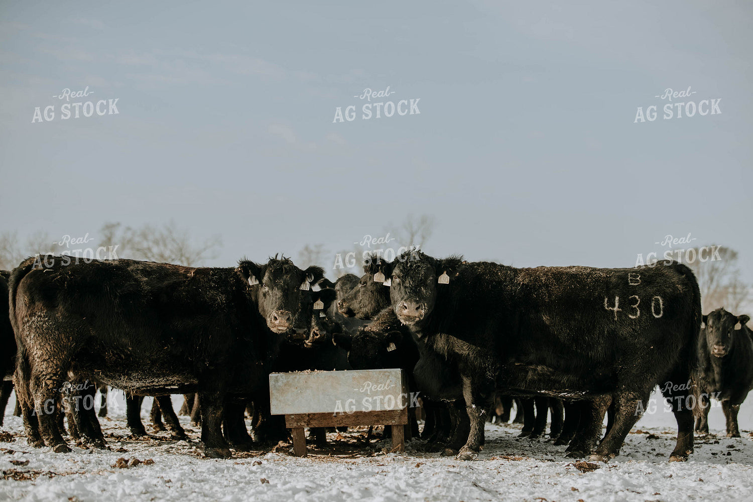 Angus Cows Eating 77031