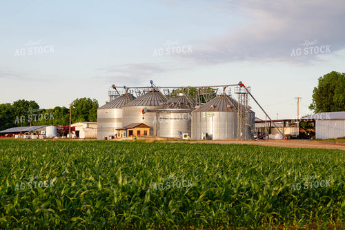 Field of Corn with Farmyard 79046