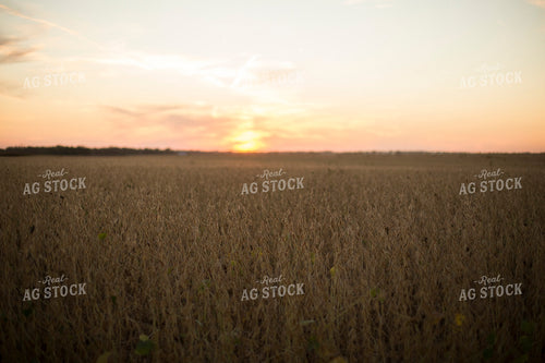 Dried Soybean Field 93123
