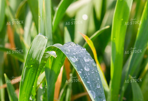 Water on Corn Leaves 79232