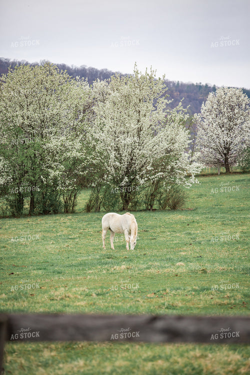 Horse Grazing 270490